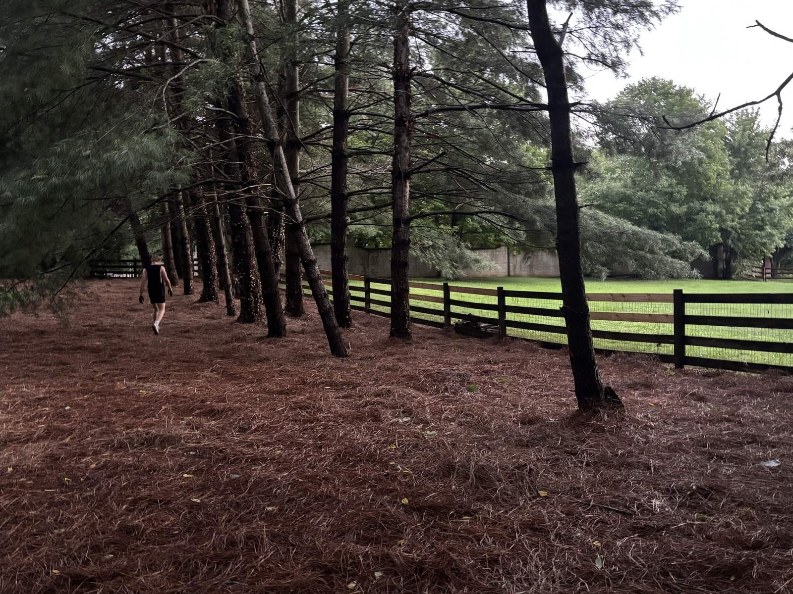 Tree service after professional cleanup