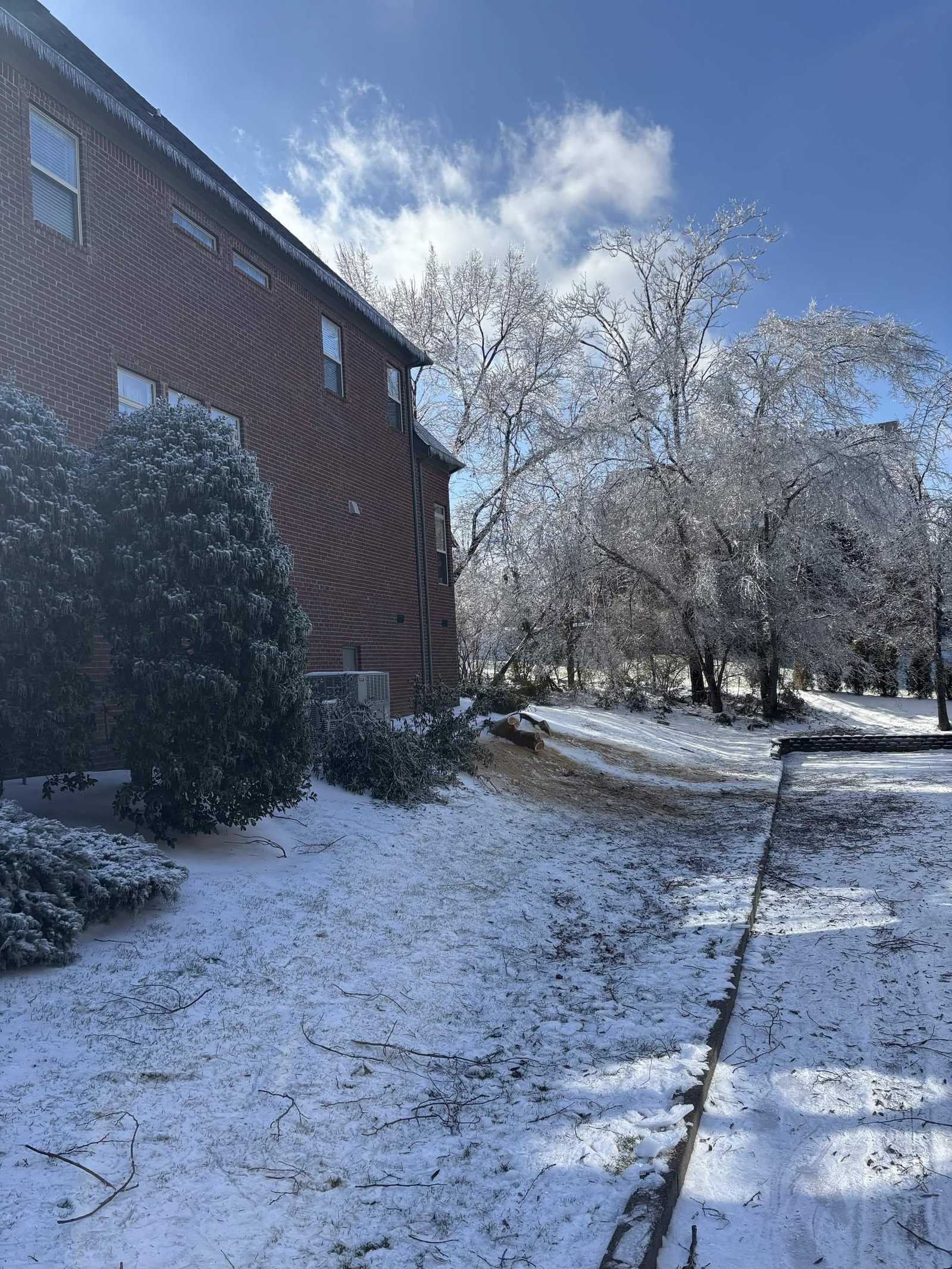 Clear tree line after professional trimming
